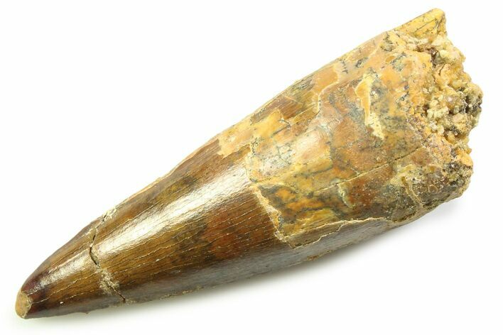 Fossil Spinosaurus Tooth - Feeding Worn Tooth #357769